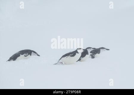 Antarktis, Süd-Shetland-Inseln, Half Moon Bay. Kinnpinguine (Pygoscelis antarktis) rodeln im Schnee. Stockfoto