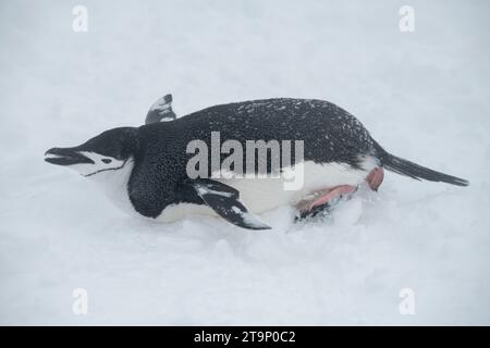 Antarktis, Süd-Shetland-Inseln, Half Moon Bay. Kinnpinguin (Pygoscelis antarktis) Rodeln im Schnee. Stockfoto