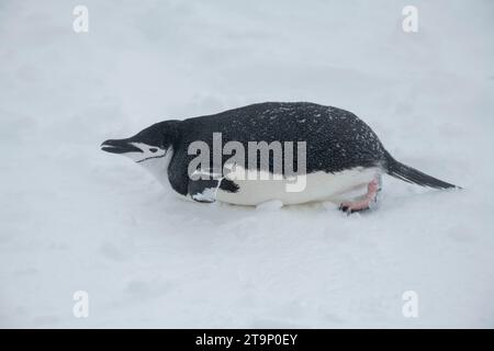 Antarktis, Süd-Shetland-Inseln, Half Moon Bay. Kinnpinguin (Pygoscelis antarktis) Rodeln im Schnee. Stockfoto