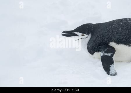 Antarktis, Süd-Shetland-Inseln, Half Moon Bay. Kinnpinguin (Pygoscelis antarktis) Rodeln im Schnee. Stockfoto