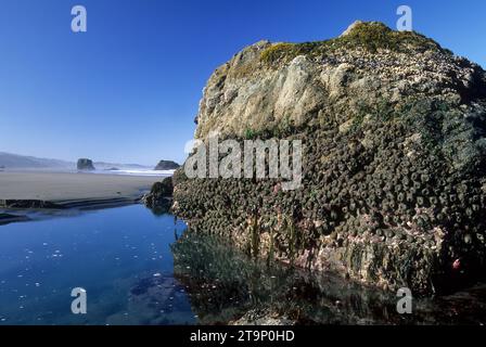 Tidepool Rock, Pistol River State Park, Oregon Stockfoto