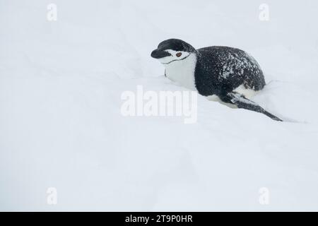 Antarktis, Süd-Shetland-Inseln, Half Moon Bay. Kinnpinguin (Pygoscelis antarktis) Rodeln im Schnee. Stockfoto