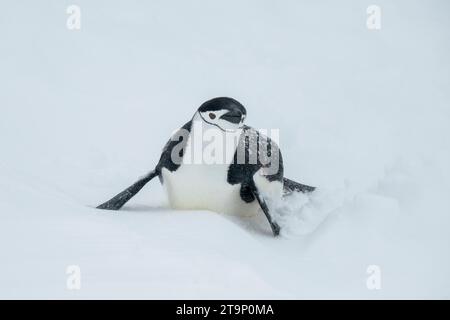 Antarktis, Süd-Shetland-Inseln, Half Moon Bay. Kinnpinguin (Pygoscelis antarktis) Rodeln im Schnee. Stockfoto