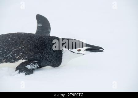 Antarktis, Süd-Shetland-Inseln, Half Moon Bay. Kinnpinguin (Pygoscelis antarktis) Rodeln im Schnee. Stockfoto