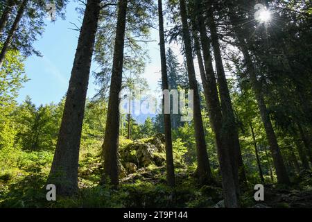 Die Sonne scheint durch die Bäume in einem Wald aus hohen, grünen Bäumen, mit einem Berg in der Ferne nahe dem Lago di Fusine Superiore Stockfoto