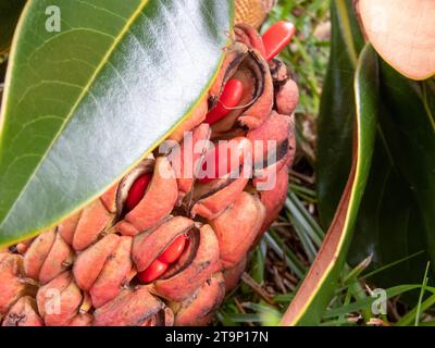 Magnolia grandiflora, südliche Magnolie oder Stier-Lorbeerbaum aggregieren Früchte mit hellroten Samen in Nahaufnahme. Stockfoto