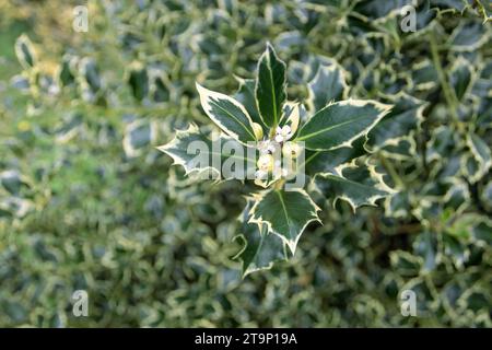 Ilex aquifolium bunte weibliche Pflanze mit weißen vierlappigen Blüten und unreifen Früchten. weihnachtsbaumlaus im Garten. Immergrüne Strauchsorte. Stockfoto