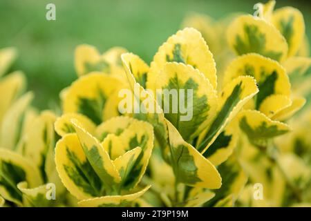 Euonymus japonicus grüne und gelbe bunte Blätter. Immergrüne Spindel oder japanische Spindelanlage Stockfoto