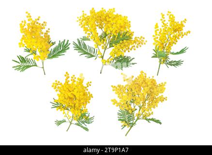 Mimosa Frühlingsblumen isoliert auf weiß gesetzt. Silberner Flechtbaumzweig. Acacia dealbata gelbe flauschige Kugeln und Blätter. Stockfoto