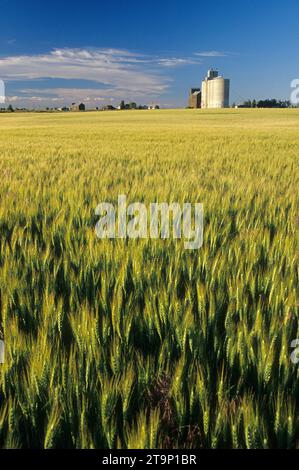 Getreidesilo in Weizenfeld, Reise durch die Zeit National Scenic Byway, Kent, Oregon Stockfoto