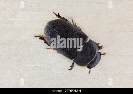 Nahaufnahme der dorsalen Ansicht des Darkling Beetle (Cheirodes sdangerous) South Australia Stockfoto