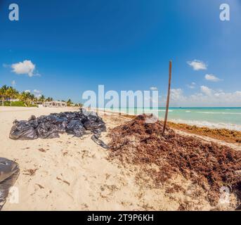 Der wunderschöne Karibikstrand war total dreckig und dreckig. Das Problem mit den Algen in Playa del Carmen Quintana Roo Mexiko Stockfoto