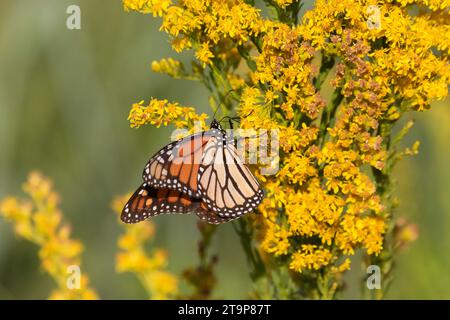Monarchschmetterling, der sich von gelben Blumen von Solidago oder Goldenrod im Galveston Park, Texas ernährt Stockfoto