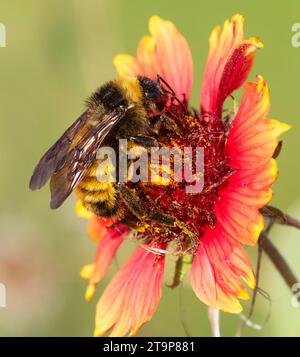 Hummeln füttern Gaillardia Blumen, Galveston, Texas Stockfoto