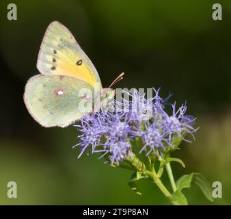 Colias philodice, Trübung von Schwefelnektar an Nebelblumen im National Butterfly Center, Mission, Texas Stockfoto