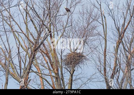 Weißkopfseeagles oberhalb und auf ihrem Nest bei Savanna, illinois am Mississippie River Stockfoto