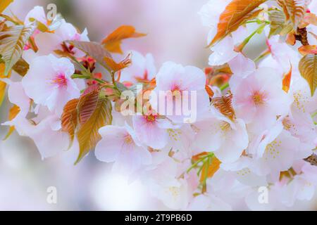 Kyoto, Japan - 6. April 2023: Ninnaji ist einer von Kyoto's großen Tempeln, die zum Weltkulturerbe gehören und berühmt für Omuro-Kirschen, spätblühende Kirschen tr Stockfoto