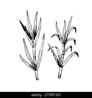 Zuckerrohrpflanzen. Stiele und Blätter. Handgezeichnete Illustration im Retro-Stil. Set von isolierten Vektorkonstruktionselementen Stock Vektor
