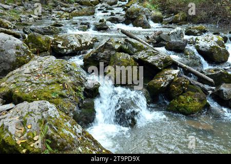 Große Steine und umgestürzte Bäume, die mit Moos bewachsen sind, im Bett eines sich schnell bewegenden Bergbaches, der an einem bewölkten, nebeligen Morni durch einen Herbstwald fließt Stockfoto