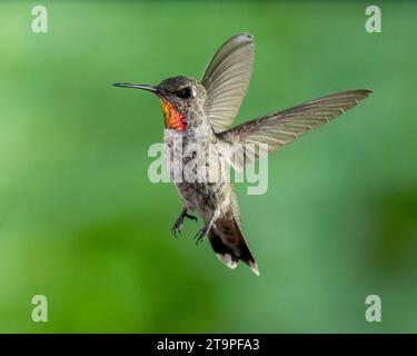 Männlich Annas Kolibri im Flug Stockfoto