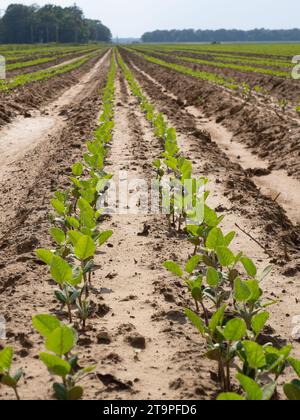 Nahansicht der Reihen von Sojasämlingen in einem Landwirtschaftsfeld Verschließen Sie die Ansicht von Reihen von Sojasämlingen, die in einem ag sprießen Stockfoto