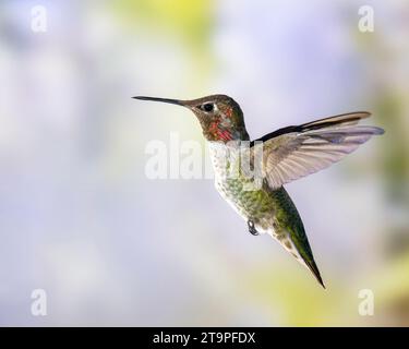 Männlich Annas Kolibri im Flug Stockfoto