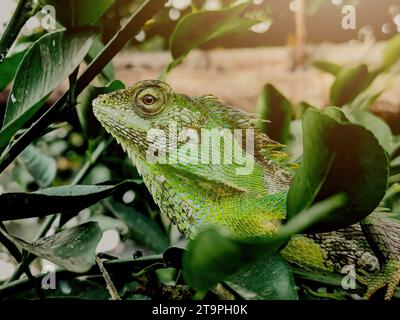 Das Chamäleon der grünen Bronchocela Jubata, bekannt als Mähnenwaldechse, stand am Nachmittag mit Sonnenlicht auf den Blättern. Bokeh-Hintergrund. Stockfoto