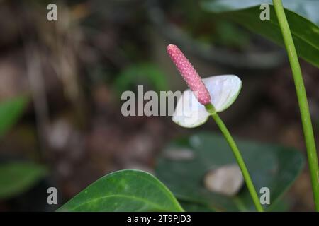 Seitenansicht eines rosafarbenen Spadix einer kleinen weißen Anthuriumblüte im Garten Stockfoto