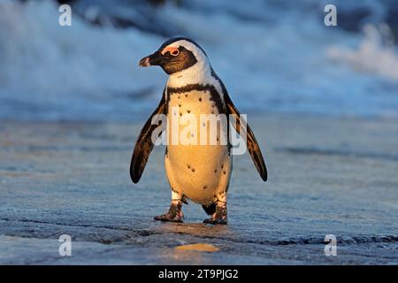 Ein afrikanischer Pinguin (Spheniscus demersus), der am Strand in Südafrika steht Stockfoto
