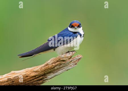 Weiße-throated Schwalbe (Hirundo Albigularis) thront auf einem Ast, Südafrika Stockfoto