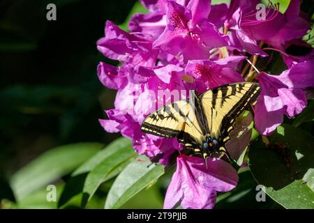 Issaquah, Washington, USA. Westlicher Tiger-Schwalbenschwanz-Schmetterling auf einem pazifischen Rhododendron in Blüte. Stockfoto