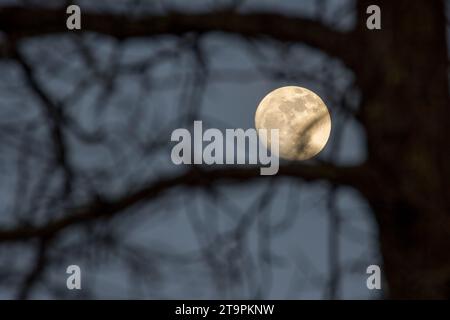 Der Vollmond scheint hell durch Äste der Weißkiefer im Chippewa National Forest im Norden von Minnesota, USA Stockfoto