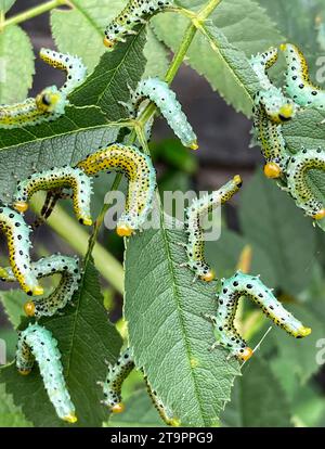 London, Großbritannien. August 2023. Rosen-Sägefliegenlarven, die sich an einem Rosenstrauch in einem Londoner Garten ernähren. (Credit Image: © Fred Duval/SOPA Images via ZUMA Press Wire) NUR REDAKTIONELLE VERWENDUNG! Nicht für kommerzielle ZWECKE! Stockfoto