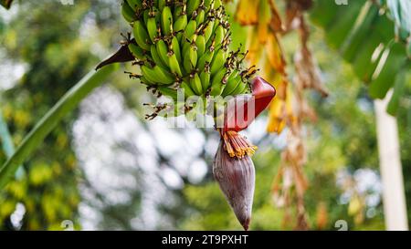 Bananenblume und unreife Früchte auf einem Baum im Garten im August in Jaipur Indien. Konzept der ökologischen Landwirtschaft. Stockfoto