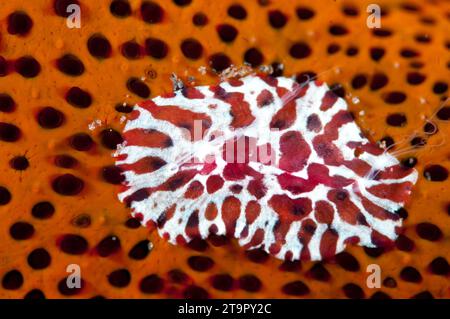 Comb Jelly, Coeloplana astericola, auf Luzon Sea Star, Echinaster luzonicus, Seraya Beach Resort House Reef, Karangasem, Bali, Indonesien Stockfoto