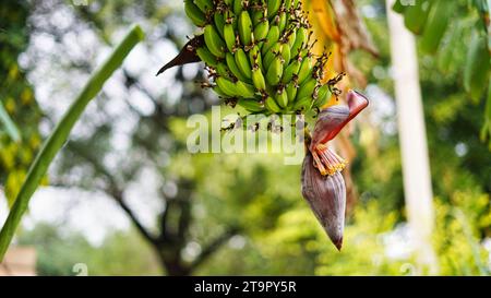 Grüne Bananenbananen auf dem Landwirtschaftsfeld. Porträt von grünen Bananenfrüchten, die an einem Bananenbaum hängen Stockfoto