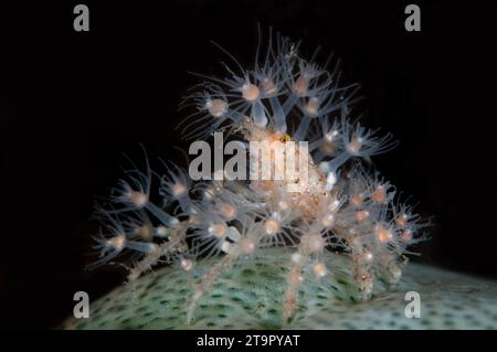 Spinnenkrabben, Achaeus spinosus, mit kleinen Anemonen zum Schutz und Tarnung auf Green Barrel Sea Squirt, Didemnum Molle, Seraya House Reef Stockfoto