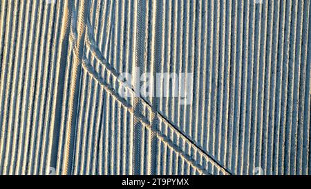 Das Bild zeigt eine Luftaufnahme von landwirtschaftlichen Flächen, wo die Präzision menschlicher Anbautechniken ein auffälliges geometrisches Muster erzeugt. Die parallelen Linien des gepflügten Feldes werden von Traktorspuren durchschnitten, was einen überzeugenden Kontrast bildet. Die winklige Kreuzung der Gleise vermittelt ein Gefühl von Tiefe und Skala, was die akribische Natur des Pflanzenanbaus unterstreicht. Die goldenen Farbtöne des Feldes deuten darauf hin, dass dieses Foto entweder bei Sonnenaufgang oder Sonnenuntergang aufgenommen wurde, was der geordneten Landschaft Wärme verleiht. Geometrische Muster in der Landwirtschaft, Luftaufnahme von oben nach unten. Hochwertige Fotos Stockfoto