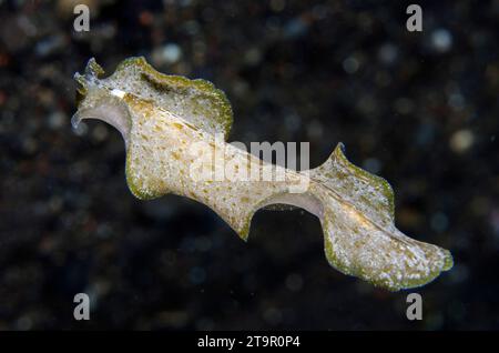 Kryptischer Flachwurm, Pseudobiceros kryptos, Freischwimmen, Tauchplatz Coral Gardens, Tulamben, Karangasem, Bali, Indonesien, Indischer Ozean Stockfoto