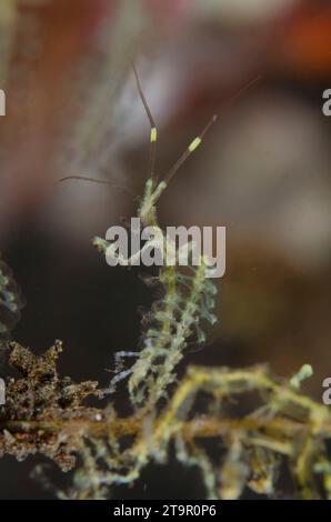 Skeleton Shrimp, Caprella sp, on Hydroid, Hydrozoa Class, Batu NiTi Tauchplatz, Tulamben, Karangasem, Bali, Indonesien, Indischer Ozean Stockfoto