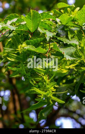 Zweige der Hainbuche, Art des Carpinus betulus, oder gewöhnliche Hainbuche mit grünen Blättern und Reifen Samen in den braunen dreispitzigen Blattinvolucres Stockfoto