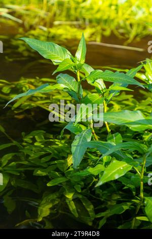 Persicaria Hydropiper wächst unter Gräsern in freier Wildbahn. Stockfoto