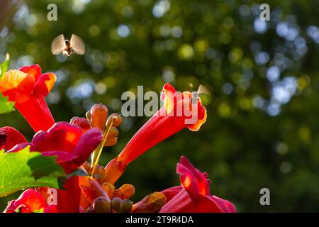 Schöne rote Blüten der Trompetenrebe oder der Trompetenrebe Campsis radicans umgeben von grünen Blättern. Stockfoto