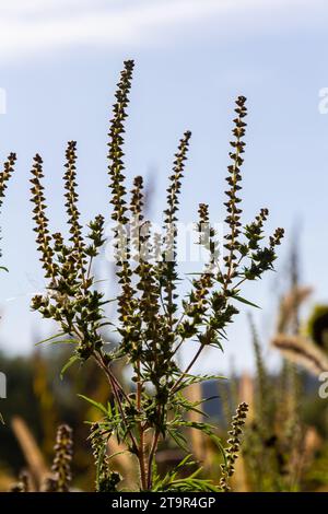 Ambrosia trifida, der Riesenragweed, ist eine blühende Pflanzenart aus der Familie der Asteraceae. Stockfoto