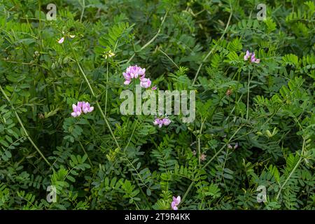 Schöne, zarte weiße und rosafarbene Blüten aus der Kronenwicke Securigera varia. Stockfoto