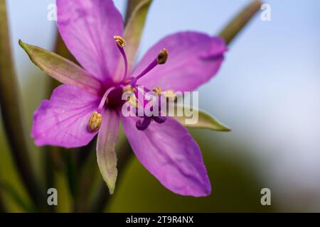 Nahaufnahme von feuerweed Epilobium Blüten, Flieder - farbige Blüten von Koportee, einer Heilpflanze. Stockfoto