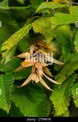 Zweige der Hainbuche, Art des Carpinus betulus, oder gewöhnliche Hainbuche mit grünen Blättern und Reifen Samen in den braunen dreispitzigen Blattinvolucres Stockfoto