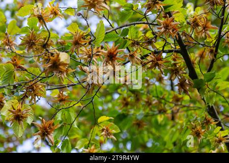 Ast einer Hainbuche Carpinus betulus mit herabhängender Blütenstände und Blättern im Herbst, ausgewählter Fokus, schmale Schärfentiefe, Kopierraum in der Unschärfe Stockfoto