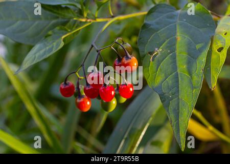 Rote Beeren mit holziger Nachtschattierung, auch bekannt als bittersüß, Solanum dulcamara gesehen im August. Stockfoto