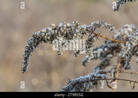 Samen mit Blasbällchen aus goldenem Stab - Solidago canadensis Wildpflanze im Herbst. Stockfoto